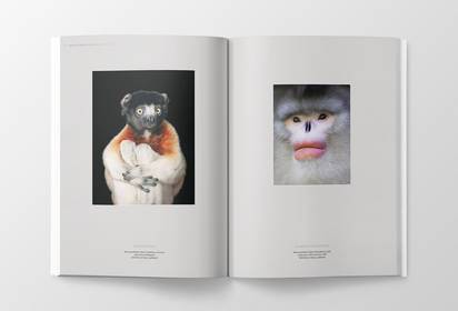 Kronensifaka und Schwarze Stumpfnase by ©Tim Flach