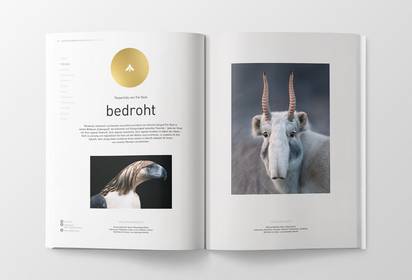 Philipinenadler und Saiga-Antilope by ©Tim Flach