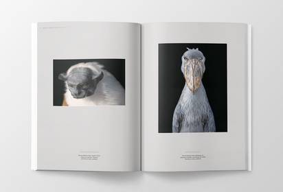 Zweifarbentamarin und Schuhschnabel by ©Tim Flach